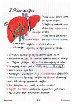  KR Akademi Yağmur Hoca ile AYT Biyosentez Sistemler Not Defteri Tamamı El Yazılı